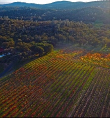 Aerial shot of wine grapes in field