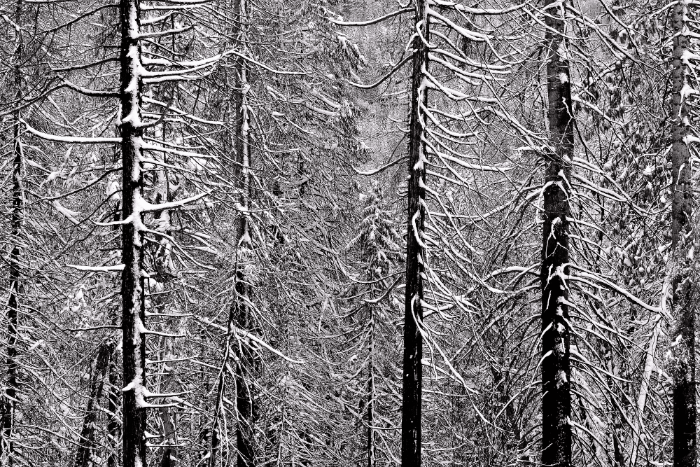 Black and White image of pine trees