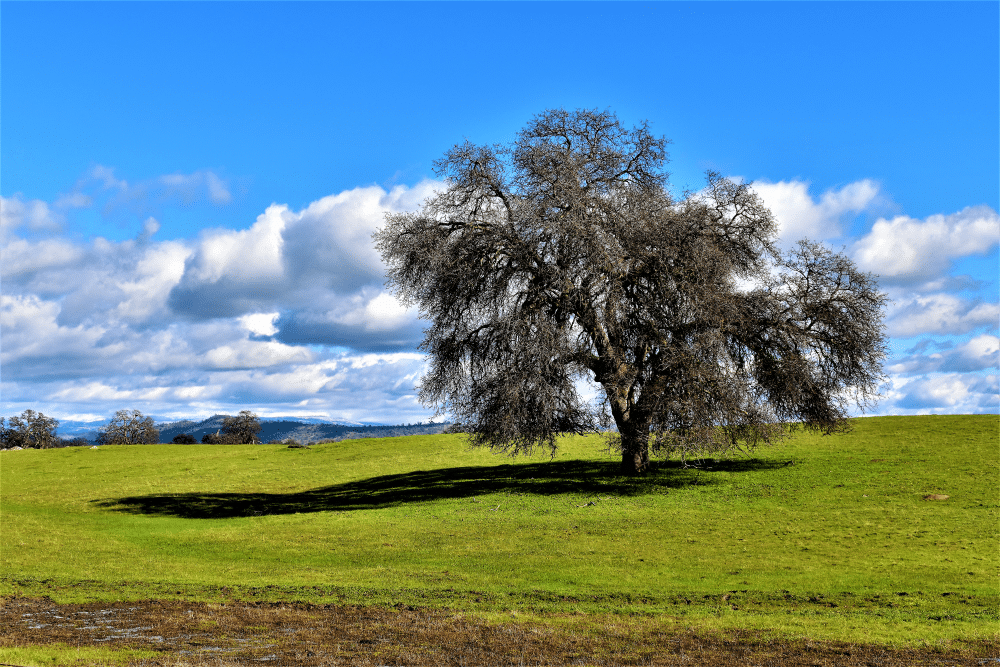 Willow tree and its shadow with clouds in the sky