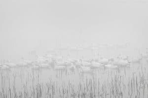 David Hoffman photography fogbound