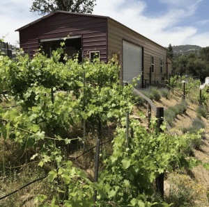 Grape vines and outbuilding