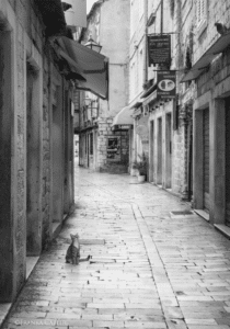 Cat on empty European Street