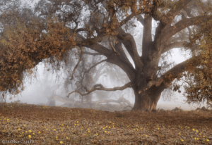 Tree turning orange in autumn by Franka Gabler