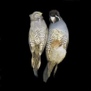 Two Quail - expired